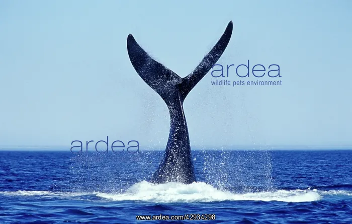  : Southern Right Whale - Tail lobbing