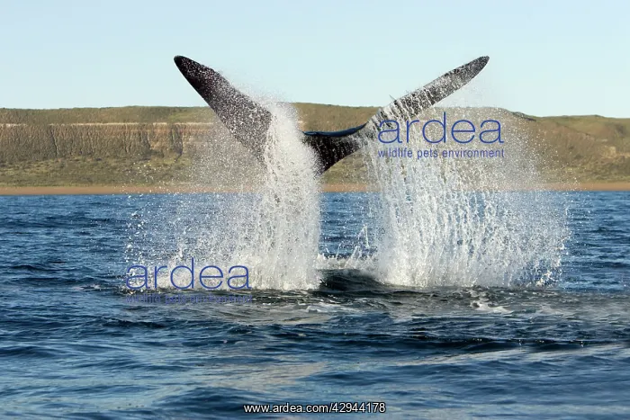 : Southern Right whale - tail-lobbing, the whale : Southern Right whale - tail-lobbing, the whale