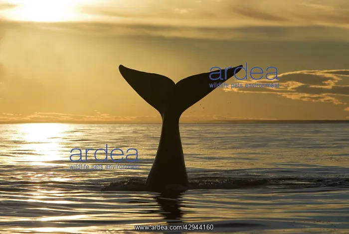 : Southern Right Whale - tail, at sunset : Southern Right Whale - tail, at sunset
