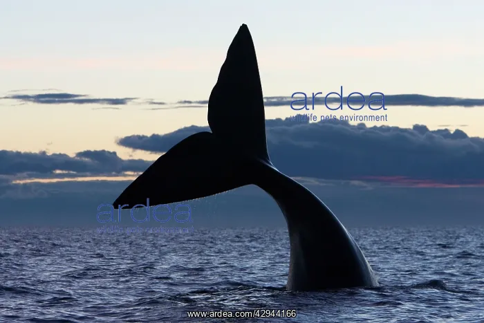 : Southern Right whale - tail, after sunset : Southern Right whale - tail, after sunset