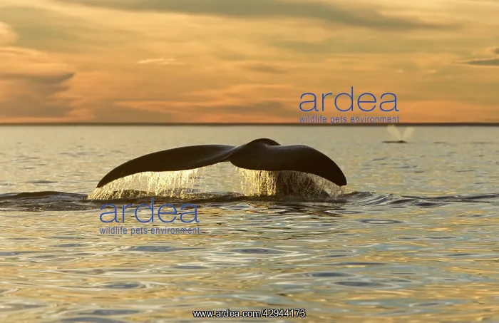 : Southern Right Whale - tail, at sunset : Southern Right Whale - tail, at sunset