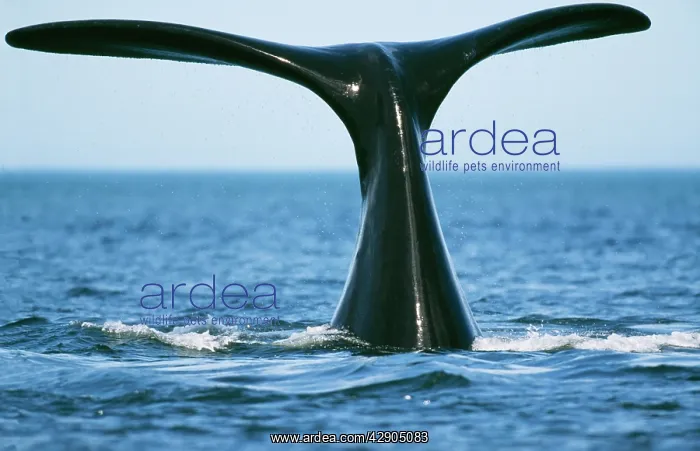 : Southern Right WHALE - tail out of water : Southern Right WHALE - tail out of water