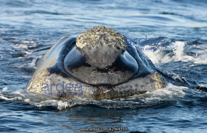 : Southern Right whale - front view of the head of a calf : Southern Right whale - front view of the head of a calf