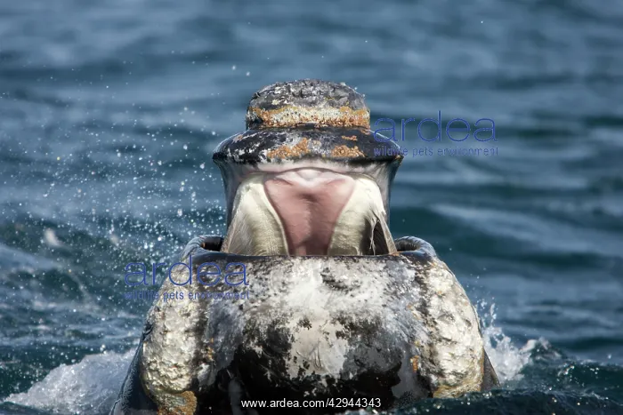  : Southern Right whale - front view of the open mouth