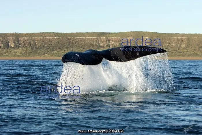 : Southern Right Whale - the whale raises its tail : Southern Right Whale - the whale raises its tail