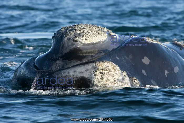 : Southern Right whale - the whale is raising the : Southern Right whale - the whale is raising the