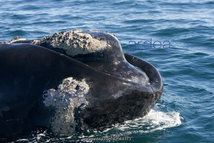 : Southern Right whale - the whale is raising the : Southern Right whale - the whale is raising the