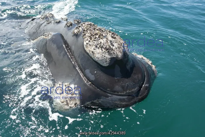 : Southern Right whale - the whale is raising its : Southern Right whale - the whale is raising its