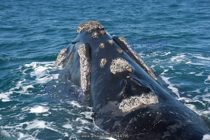 : Southern Right whale - the whale is raising the : Southern Right whale - the whale is raising the