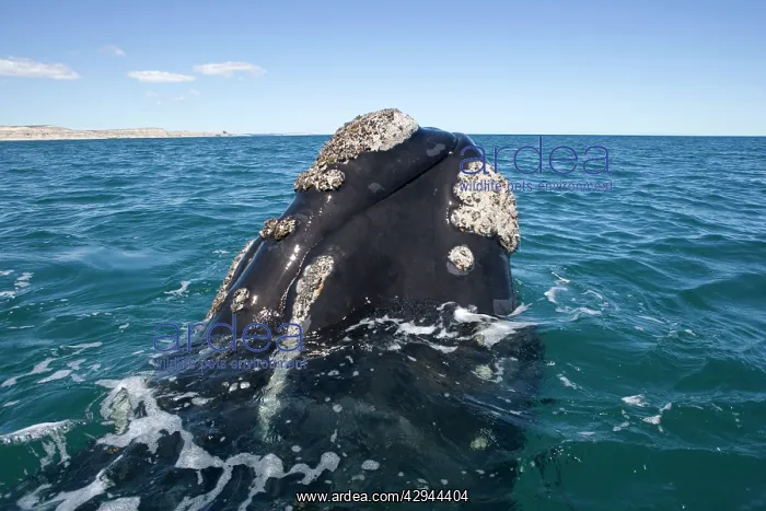 : Southern Right whale - the whale is raising the : Southern Right whale - the whale is raising the