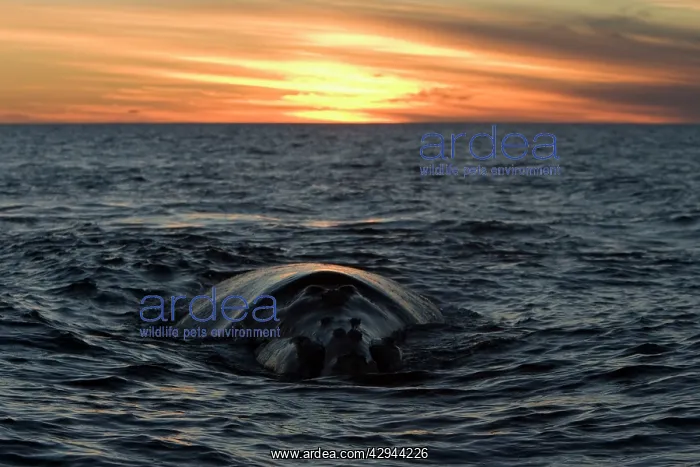 : Southern Right Whale - whale swimming slowly at : Southern Right Whale - whale swimming slowly at