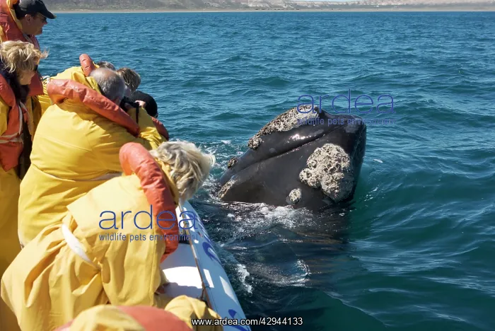 : Southern Right Whale - sometimes a whale voluntarily : Southern Right Whale - sometimes a whale voluntarily