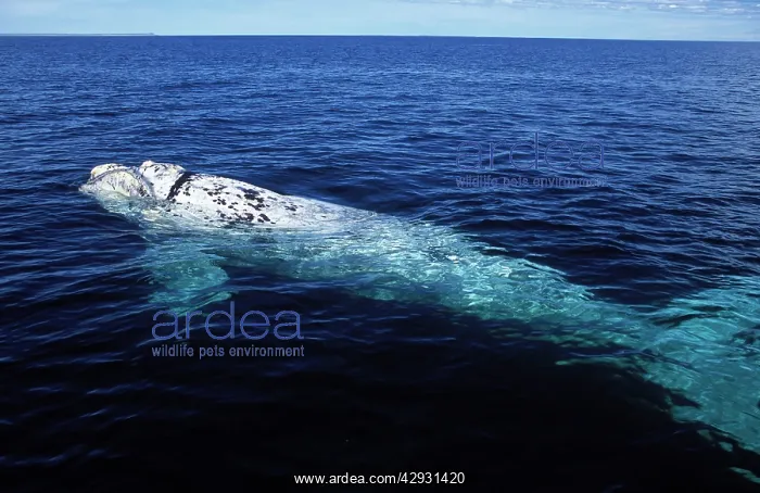 : Southern Right Whale - White calf : Southern Right Whale - White calf