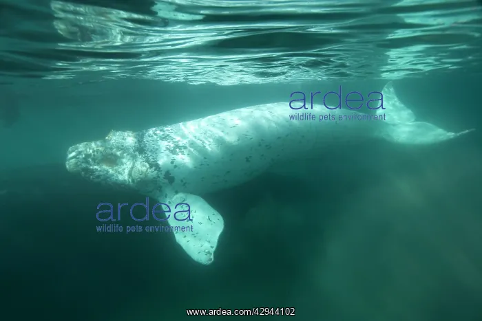  : Southern Right Whale - white calf