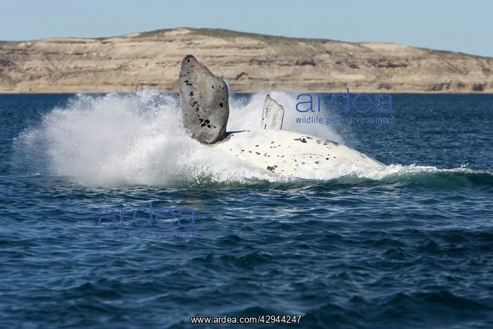 : Southern Right Whale - white calf breaching : Southern Right Whale - white calf breaching