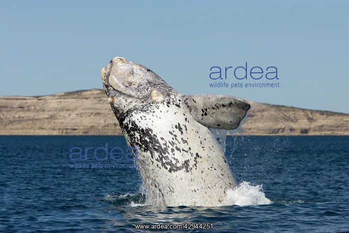 : Southern Right whale - a white calf breaching : Southern Right whale - a white calf breaching