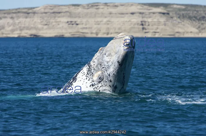 : Southern Right Whale - white calf, head rise : Southern Right Whale - white calf, head rise