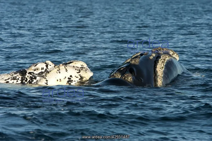 : Southern Right Whale - White calf with mother : Southern Right Whale - White calf with mother