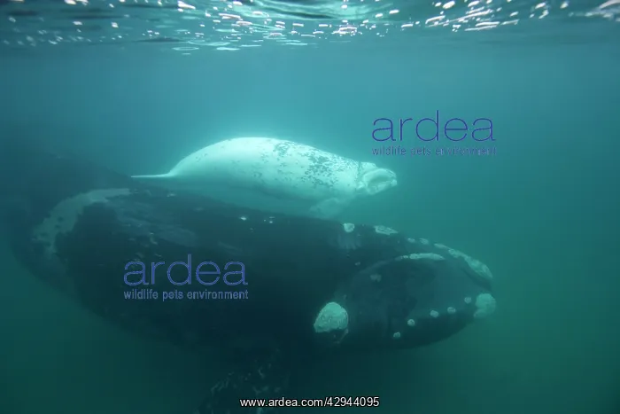 : Southern Right Whale - white calf with mother : Southern Right Whale - white calf with mother