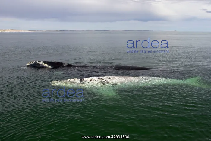 : Southern Right Whale - White calf and mother, sleeping : Southern Right Whale - White calf and mother, sleeping