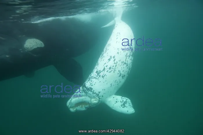 : Southern Right Whale - white calf near mother : Southern Right Whale - white calf near mother