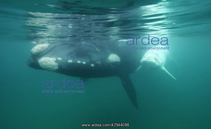 : Southern Right Whale - white calf near mother : Southern Right Whale - white calf near mother