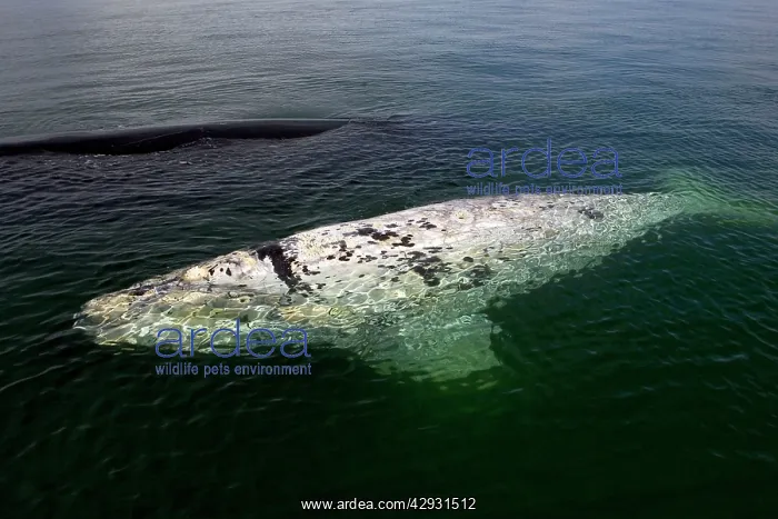 : Southern Right Whale - White calf sleeping at the : Southern Right Whale - White calf sleeping at the