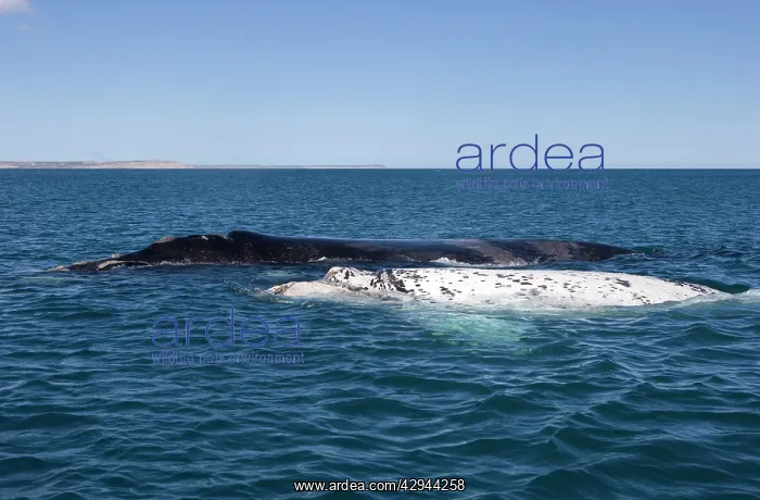 : Southern Right whale - a white calf swims near : Southern Right whale - a white calf swims near