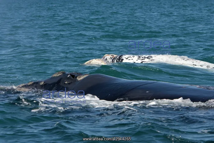 : Southern Right whale - a white calf swims near : Southern Right whale - a white calf swims near