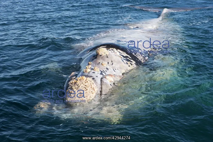  : Southern Right Whale - a white phase juvenile right whale