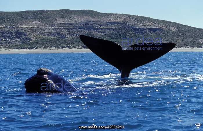 : Southern Right Whales - two : Southern Right Whales - two