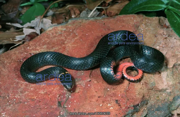 : Southern Ring-necked Snake : Southern Ring-necked Snake