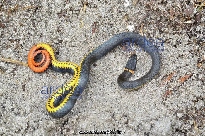 : Southern Ringneck Snake : Southern Ringneck Snake