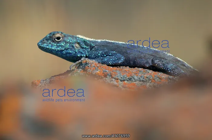 : Southern Rock Agama : Southern Rock Agama