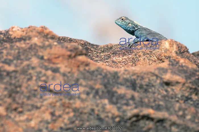: Southern Rock Agama : Southern Rock Agama