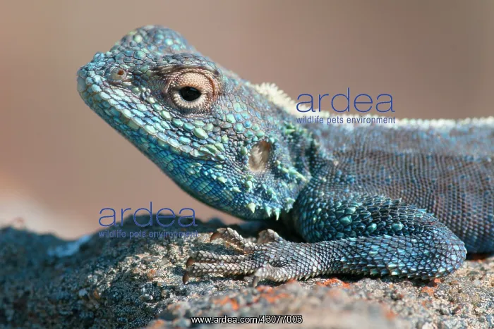 : Southern Rock Agama : Southern Rock Agama