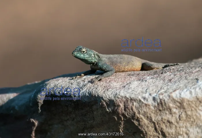 : Southern Rock Agama : Southern Rock Agama