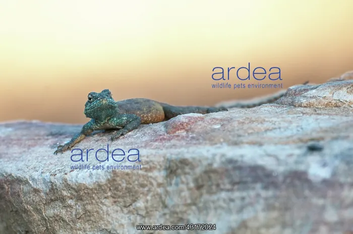 : Southern Rock Agama : Southern Rock Agama