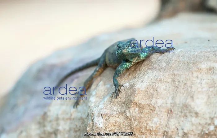 : Southern Rock Agama : Southern Rock Agama