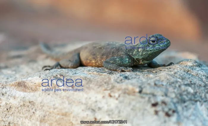 : Southern Rock Agama : Southern Rock Agama