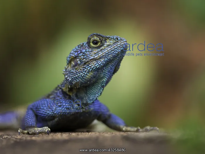 : A Southern Rock Agama (Agama atra) displays on a : A Southern Rock Agama (Agama atra) displays on a