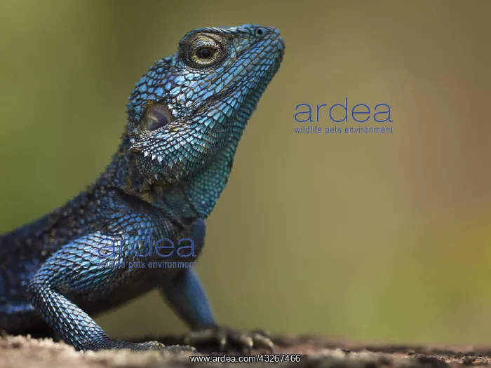 : A Southern Rock Agama (Agama atra) displays on a : A Southern Rock Agama (Agama atra) displays on a