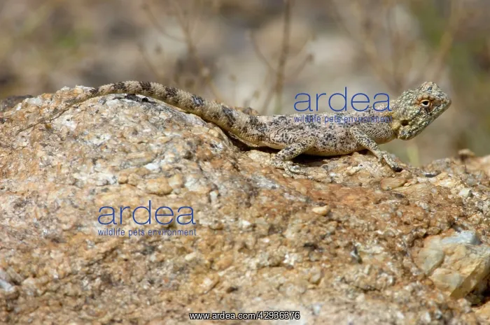 : Southern Rock Agama - Female basking on rock : Southern Rock Agama - Female basking on rock