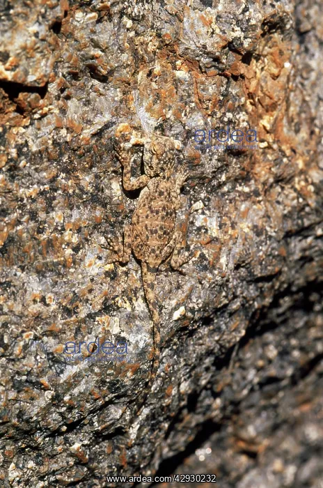 : Southern Rock AGAMA LIZARD- Camouflage : Southern Rock AGAMA LIZARD- Camouflage