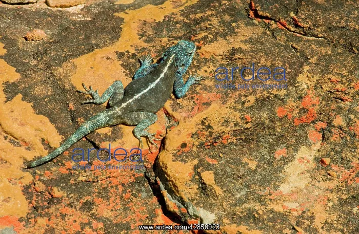 : Southern Rock Agama - male on lichen-covered sandstone rock : Southern Rock Agama - male on lichen-covered sandstone rock