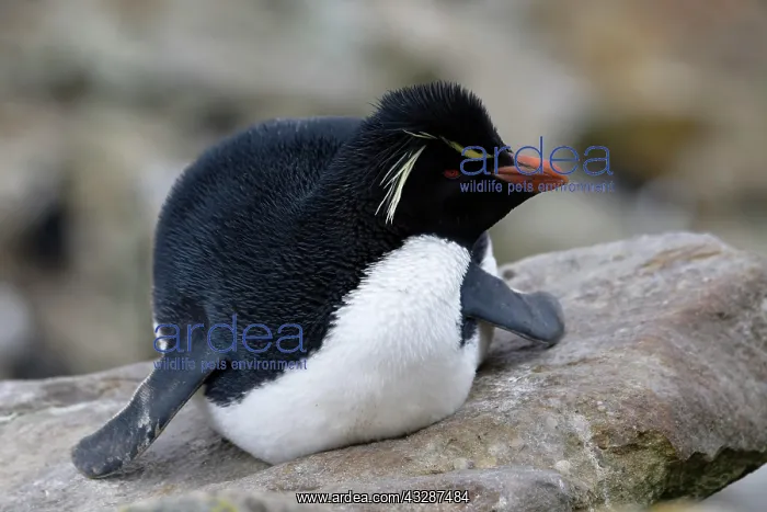 : Southern Rockhopper penguin (Eudyptes chrysocome) : Southern Rockhopper penguin (Eudyptes chrysocome)