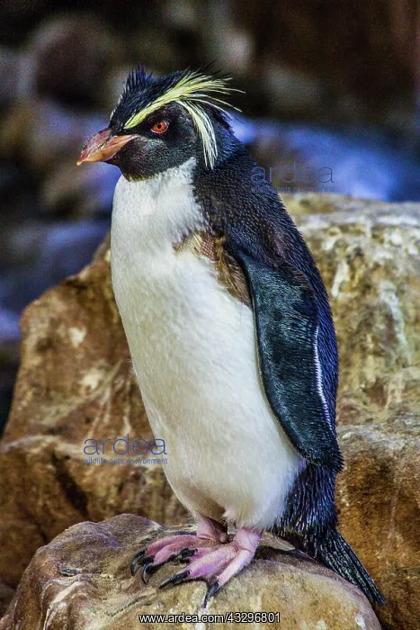 : Southern rockhopper penguin (Eudyptes chrysocome) : Southern rockhopper penguin (Eudyptes chrysocome)