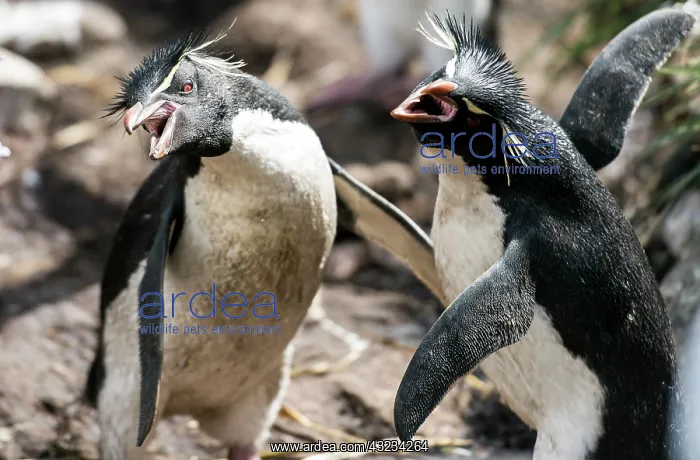 : Southern Rockhopper Penguins adults squawking : Southern Rockhopper Penguins adults squawking