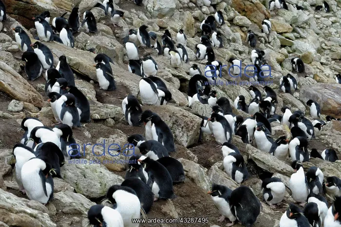 : Southern Rockhopper Penguins (Eudyptes chrysocome) : Southern Rockhopper Penguins (Eudyptes chrysocome)
