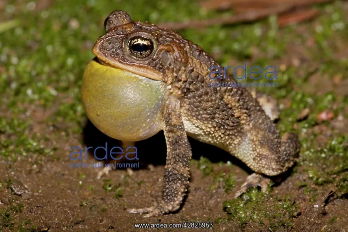 : Southern Roundgland Toad - male calling to attract females : Southern Roundgland Toad - male calling to attract females